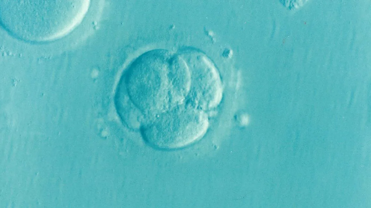 Bayer: “Why the embryo is not an individual with rights”